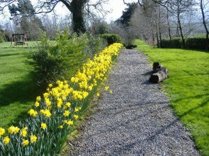 The Daffodils in Spring
